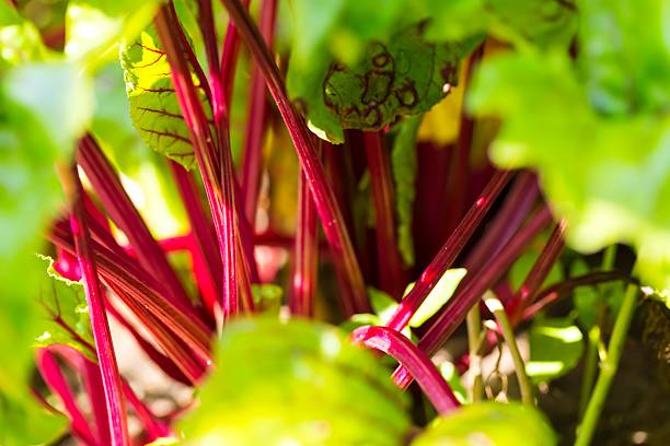 istock Young beet growing in garden 500990434