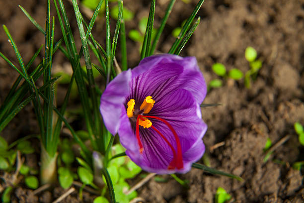 blossoming szafran płatek. - saffron crocus spring nature crocus zdjęcia i obrazy z banku zdjęć