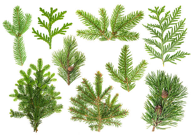 istock Set of coniferous tree branches. Spruce, pine, thuja, fir 500992814