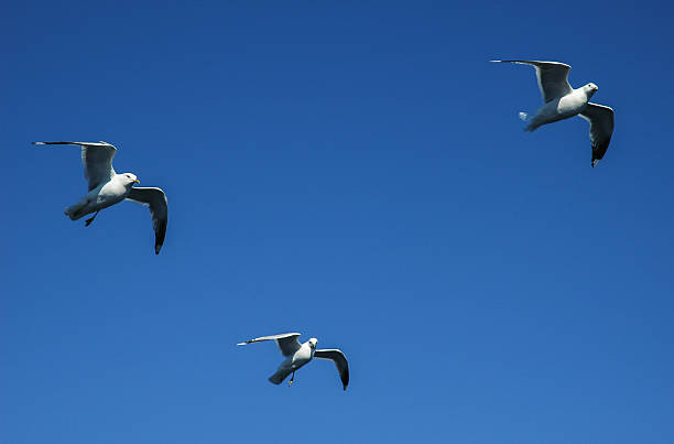 seagull (Larus marinus) flying in sky stock photo