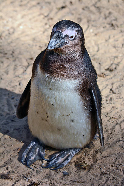 istock African Penguin in the Zoological Center 500993188