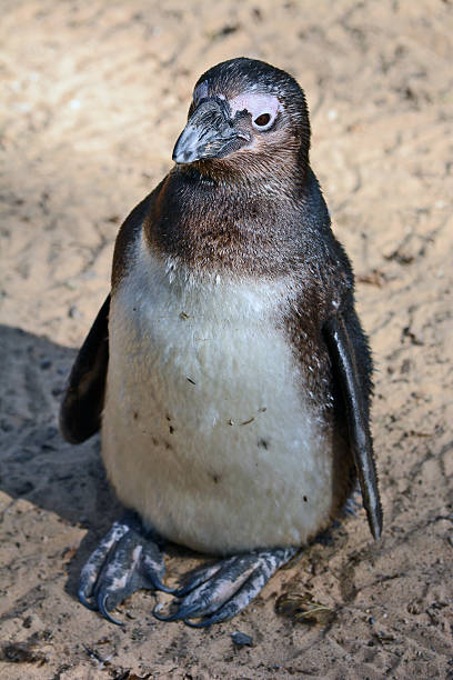 istock African Penguin in the Zoological Center 500993238