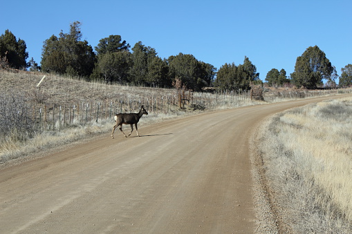 Deer starting to cross dirt road.