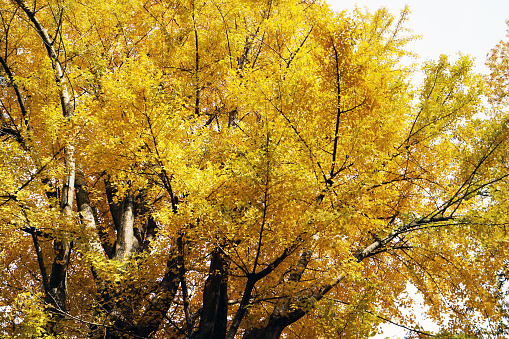 Yellow leaves of ginkgo at japan