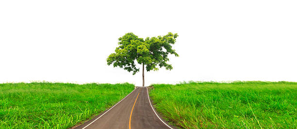 istock empty road in to fresh green meadow and  tree 500994608