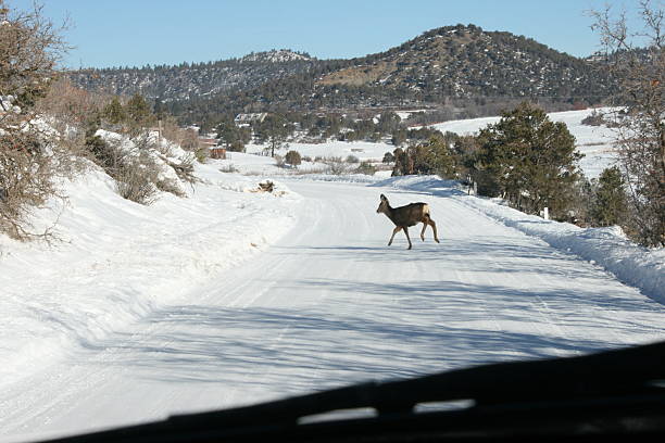 istock Deer running across snowy road 500994932