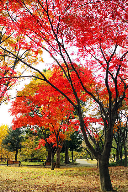 istock Red autumn leaves at japan 500995422