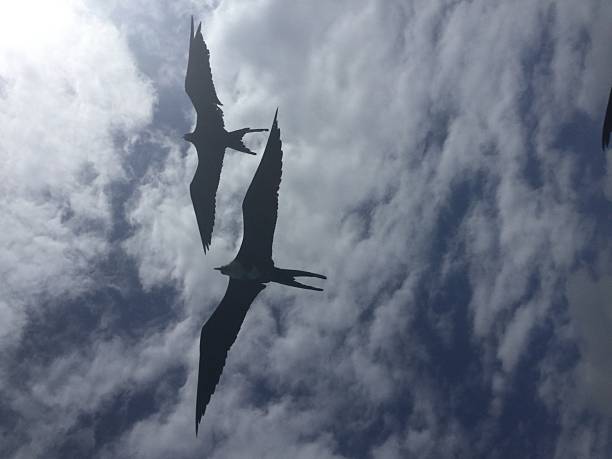 Picture of 2 birds against a blue and white sky