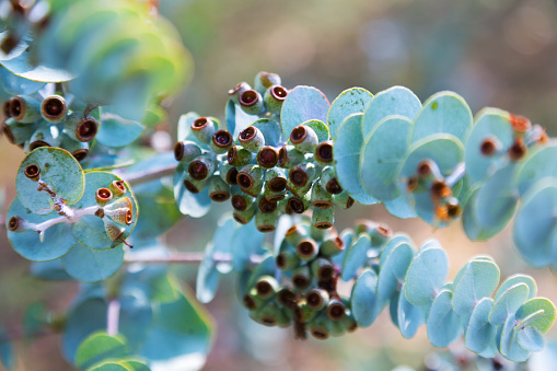 Closeup of  Book-leaf mallee (Eucalyptus krueseana) plant
