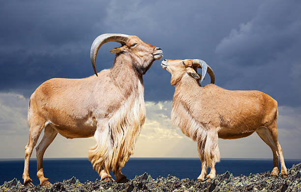 pie par de oveja barbary en rock - paridigitate mammals fotografías e imágenes de stock