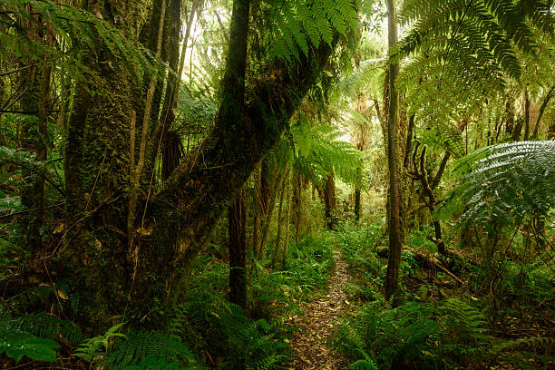 istock rainforest in New Zealand 500996696