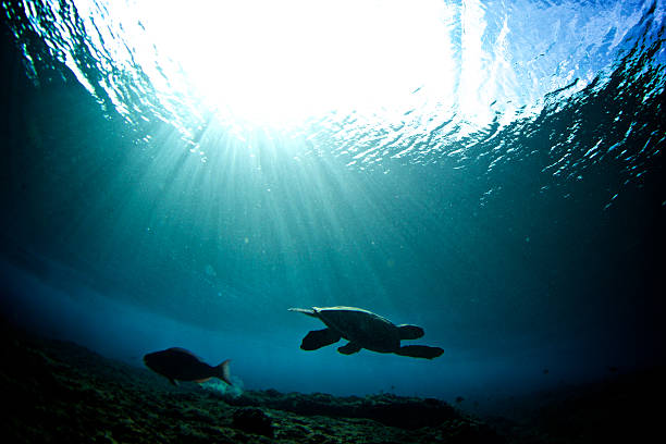 istock Turtle and a fish go their seperate ways 500996834