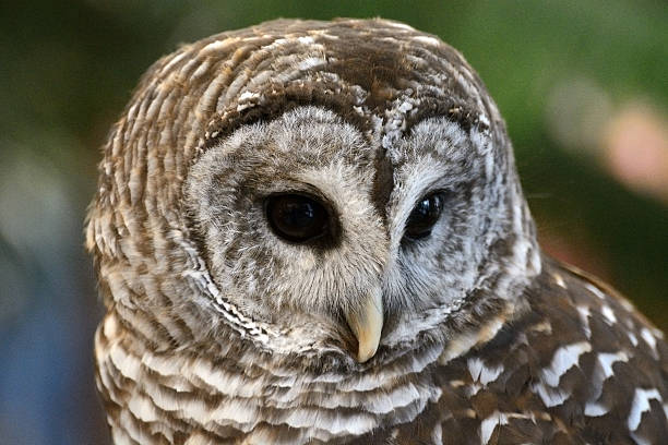 istock Portrait of Barred Owl (Strix varia) 500997114