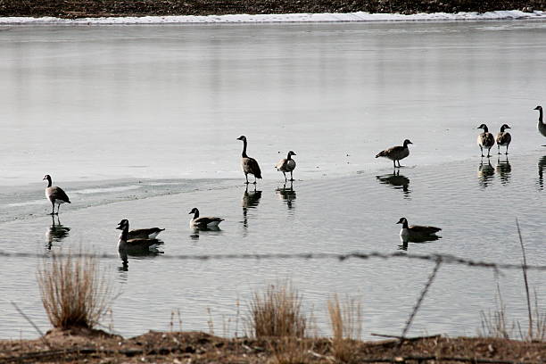istock Geese on partly frozen pond 500997538