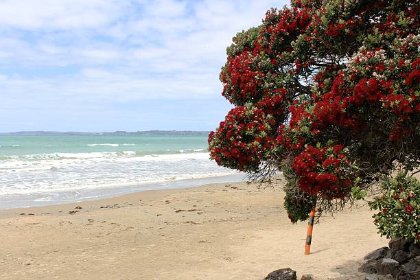 istock Red flowers at the beach 500998180