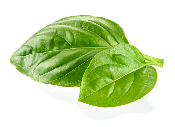 Fresh organic basil leaves isolated on white background Fresh organic basil leaves isolated on white background basil stock pictures, royalty-free photos & images