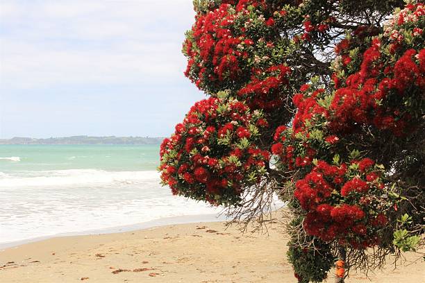 rosso in fiore nuova zelanda albero di natale - pohutukawa tree christmas new zealand beach foto e immagini stock