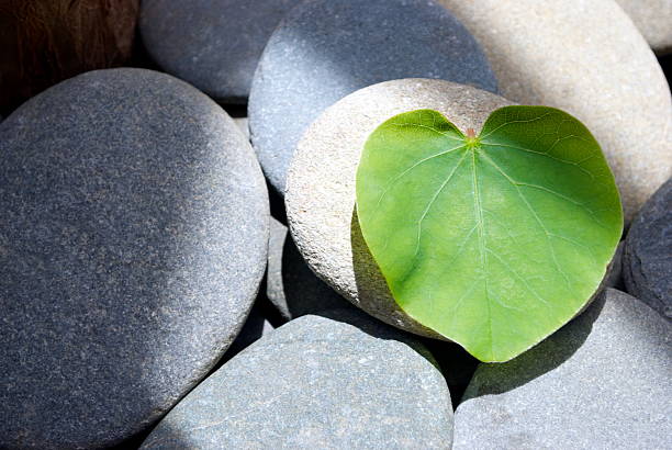istock Love Heart Shaped Leaf on Rock Background 500999266