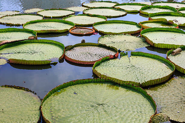 istock Big amazon lily pads in tropical Asia (Victoria Regia) 500999364