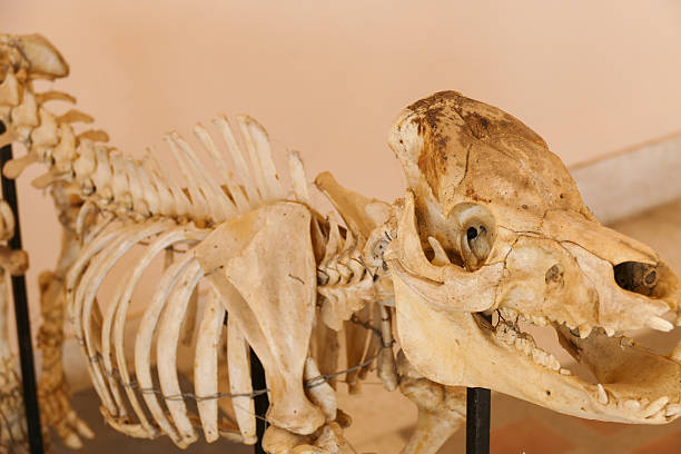 istock skull bone of pig animal 500999466