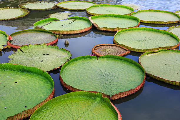 istock Big amazon lily pads in tropical Asia (Victoria Regia) 500999504