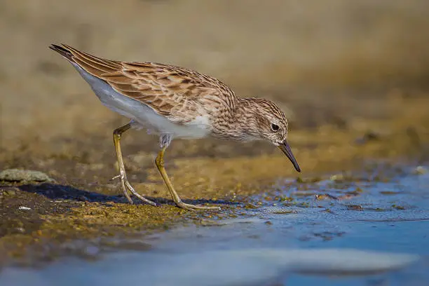 Long-toed Stint (Calidris subminuta) on the beach in nature of Thailand