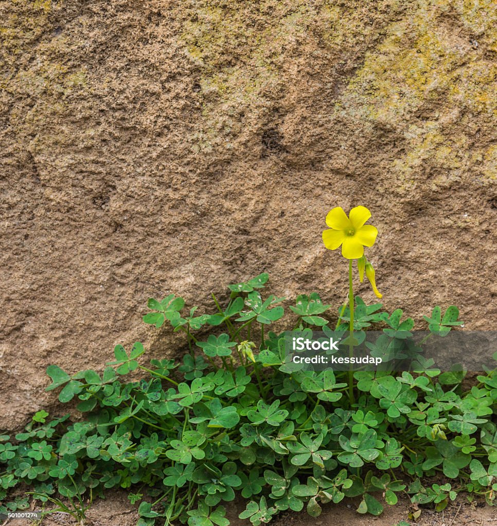 Một Cây Me Chua Gỗ Màu Vàng Trên Mặt Đất Hình ảnh Sẵn có - Tải ...
