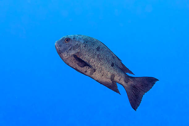 istock colorful grouper isolated on ocean 501001278