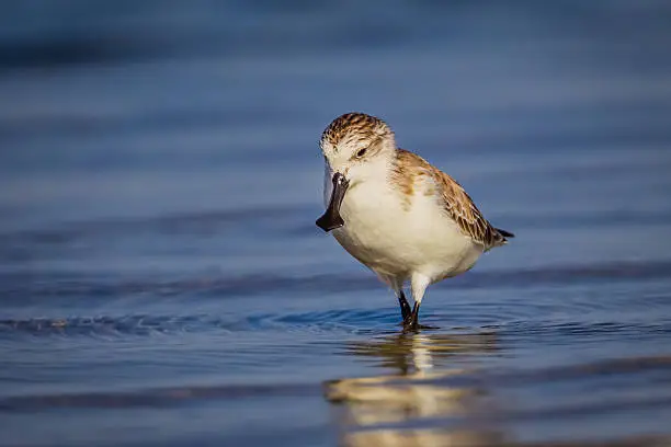 Front side of Spoon-billed sandpiper (Calidris pygmaea) who Critically Endangered status in Red list of IUCN in nature in Thailand