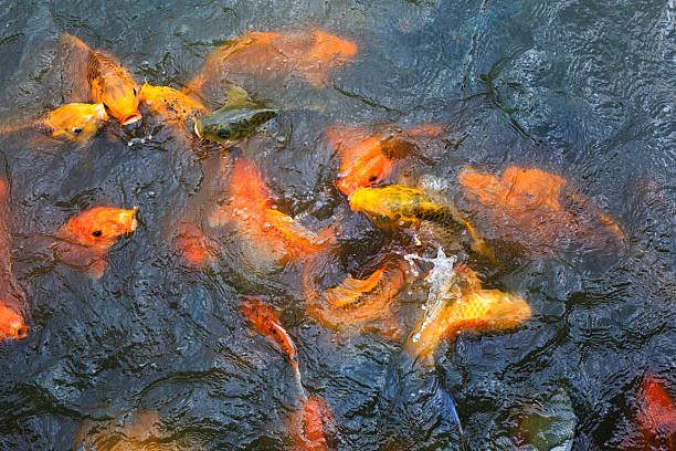 istock Colorful Koi or carp chinese fish in water 501001388