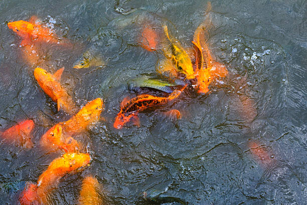 istock Colorful Koi or carp chinese fish in water 501001484