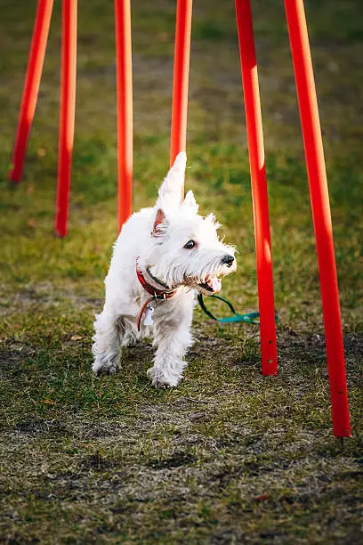 West highland white terrierdog doing agility - running slalom. Agility slalom