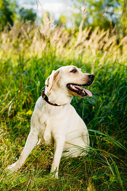 istock White Labrador Retriever Dog Sitting In Green Grass 501002008