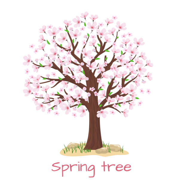 illustrazioni stock, clip art, cartoni animati e icone di tendenza di primavera fiori di ciliegio vettoriale - blossom growth single flower cherry blossom