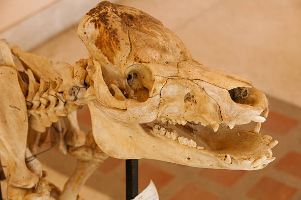 istock skull bone of pig animal 501003986