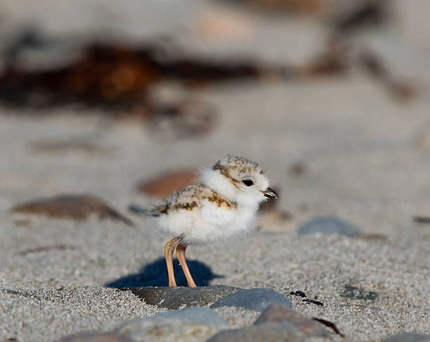 istock Piping Plover Chick Charadrius Melodus with Dew Drops 501023597