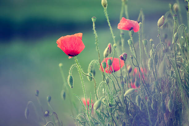 istock Poppy field in sunset 501023759