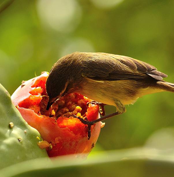 Small bird fly eating on a ripe fruit of cactus Phylloscopus canariensis nopal fruit stock pictures, royalty-free photos & images