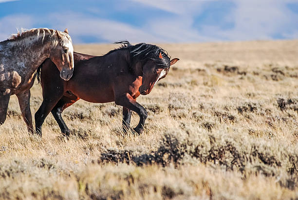 Wild Stallions Posturing Big Red Roan and a Bay Stallion posture rather than fight for dominance of band of wild horses in Pilot Butte Wild Horse area of Bureau of Land Management area in Sweetwater County, Wyoming. mustang wild horse photos stock pictures, royalty-free photos & images