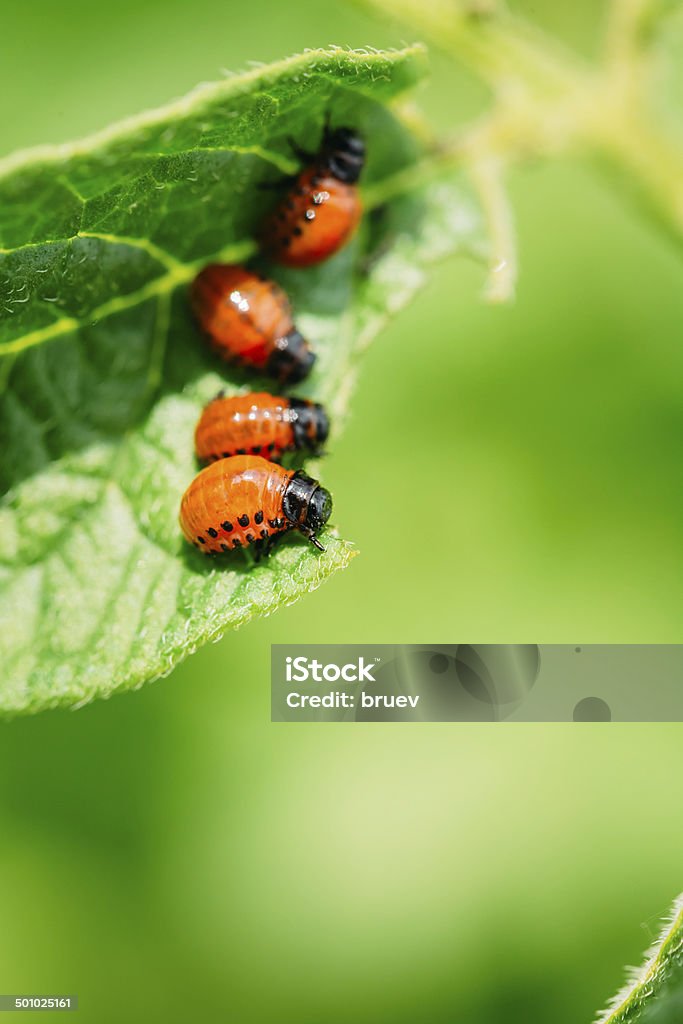 Macro shoot of potato bug on leaf The Colorado potato red striped beetle (Leptinotarsa decemlineata) is a serious pest of potatoes Agricultural Field Stock Photo