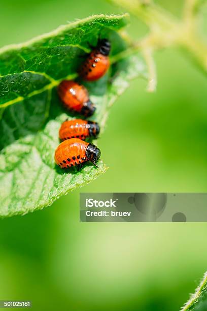 Macro Shoot Of Potato Bug On Leaf Stock Photo - Download Image Now - Agricultural Field, Agriculture, Animal