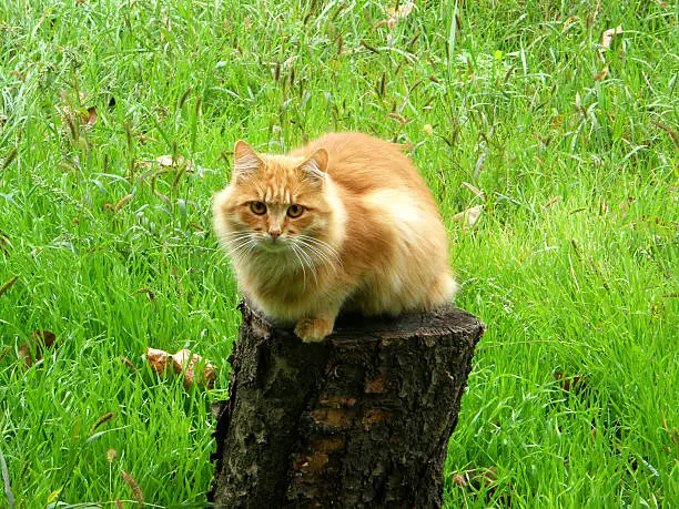 cat sitting on a stump on a background of green grass.