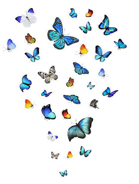 istock Many different butterflies flying, isolated on white background 501026853