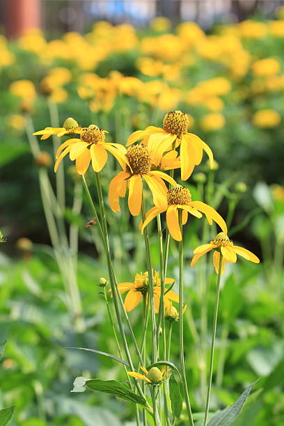 istock Yellow Flowers on Green Field. 501027133