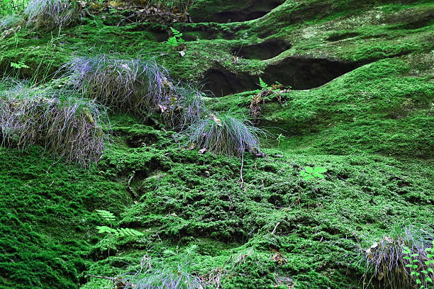 Cтоковое фото Зеленый мох в лесу