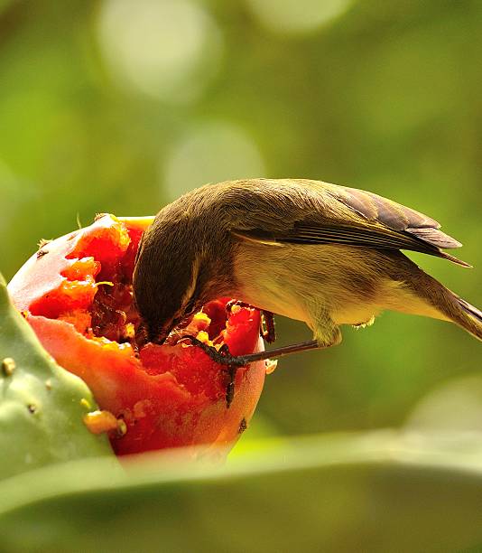 istock Bird phylloscopus eating exquisite fresh fruit of cactus 501027395