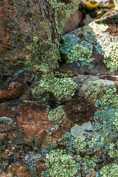 Closeup photo of moss and lichen growing on stone at mountain