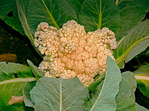 istock Cauliflower, Brassica oleracea var. botrytis 501028098