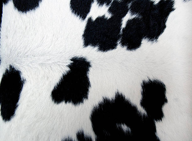 istock cow skin - real genuine fur 501028592