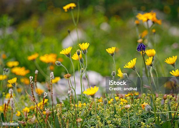 Mountain Meadow In Austrian Alps Stock Photo - Download Image Now - Austria, Awe, Backgrounds